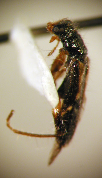 Eurymetopum brevevittatum (Pic 1941)