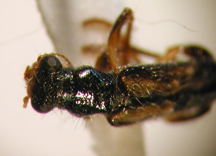 Eurymetopum brevevittatum (Pic 1941)