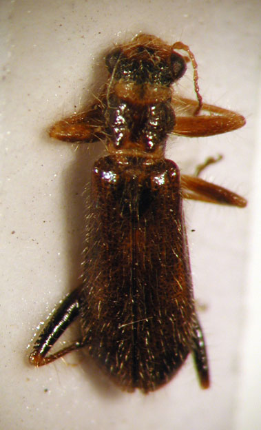 Eurymetopum iridescens (Pic 1941)