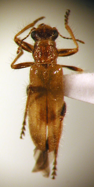 Eurymetopum iridescens (Pic 1941)