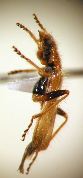Eurymetopum iridescens (Pic 1941)