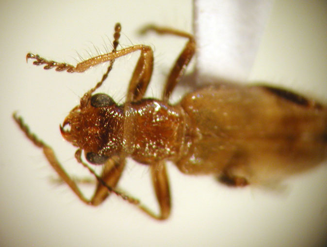 Eurymetopum iridescens (Pic 1941)