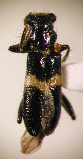 Eurymetopum longulum (Spinola 1844)