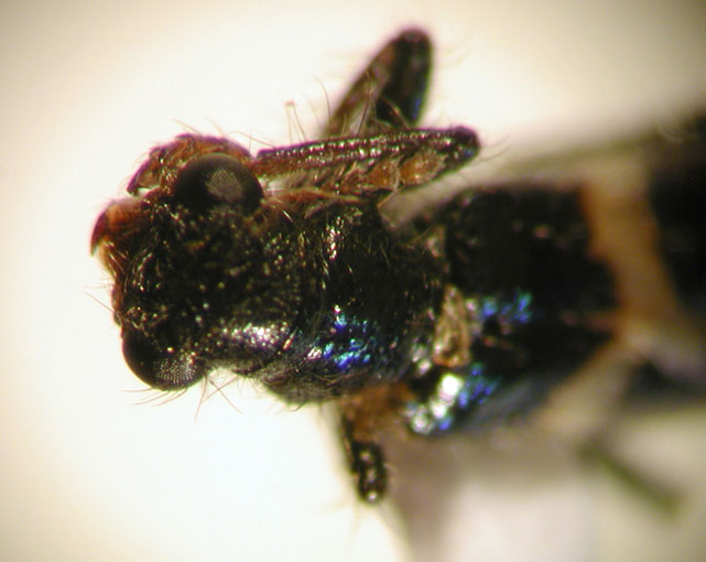 Eurymetopum longulum (Spinola 1844)