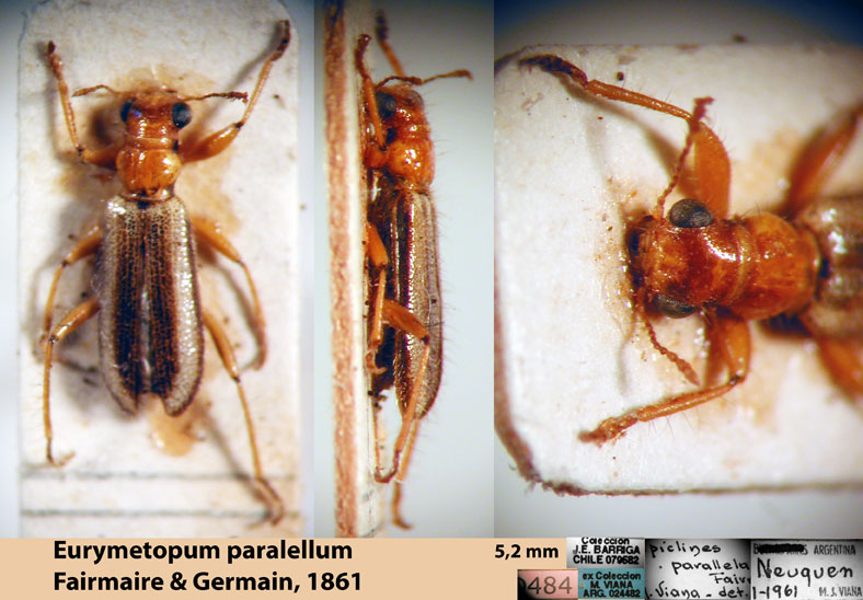Eurymetopum paralellum (Fairm. & Germ. 1861)