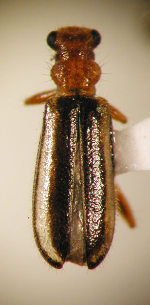 Eurymetopum paralellum (Fairm. & Germ. 1861)