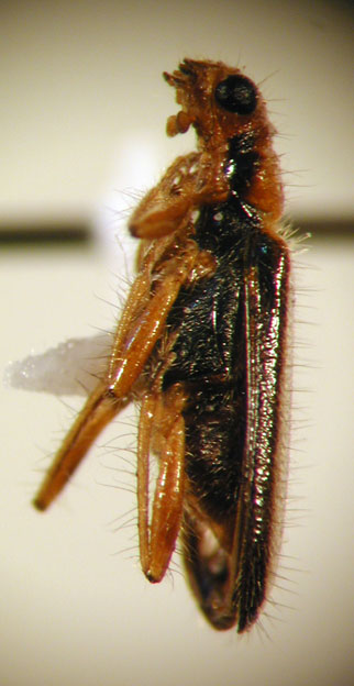 Eurymetopum paralellum (Fairm. & Germ. 1861)