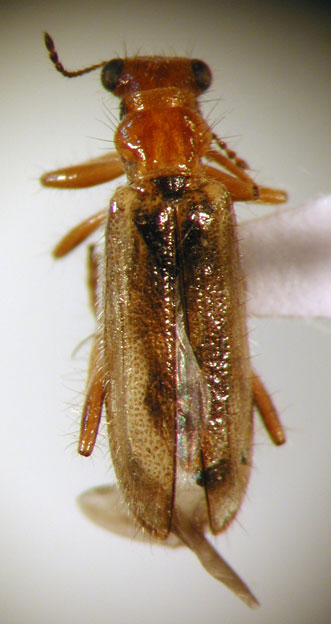 Eurymetopum paralellum (Fairm. & Germ. 1861)