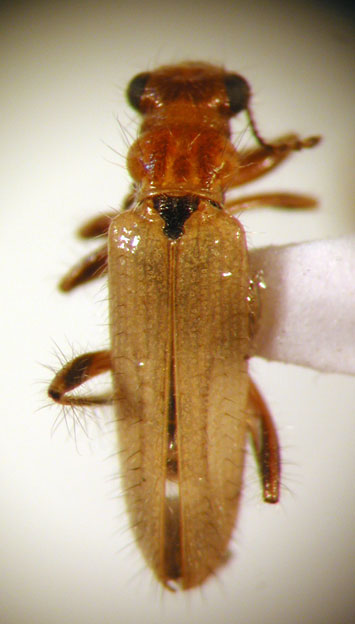 Eurymetopum paralellum (Fairm. & Germ. 1861)