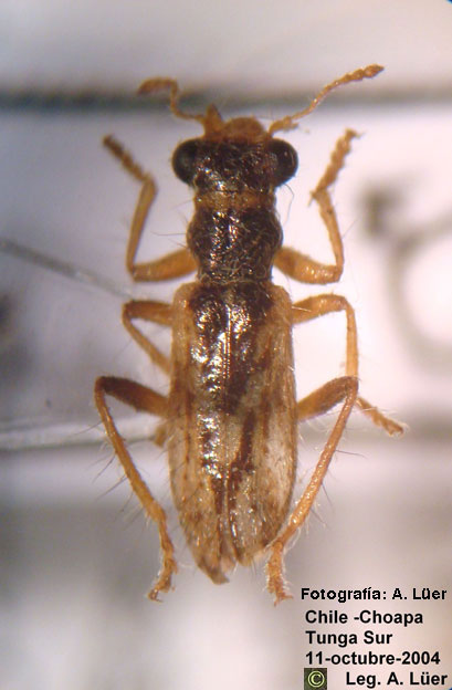 Eurymetopum penai Solervicens 1986 