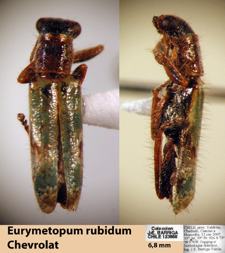 Eurymetopum rubidum (Chevrolat 1876)