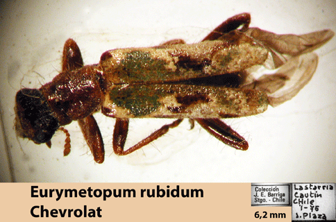Eurymetopum rubidum (Chevrolat 1876)