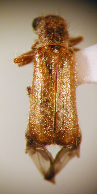 Eurymetopum rubidum (Chevrolat 1876)