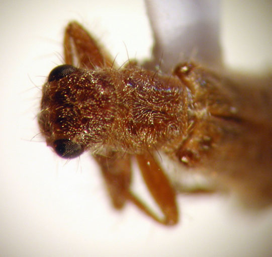 Eurymetopum rubidum (Chevrolat 1876)