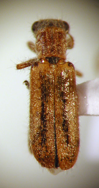 Eurymetopum rubidum (Chevrolat 1876)