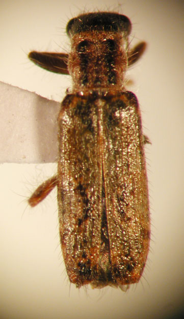 Eurymetopum rubidum (Chevrolat 1876)