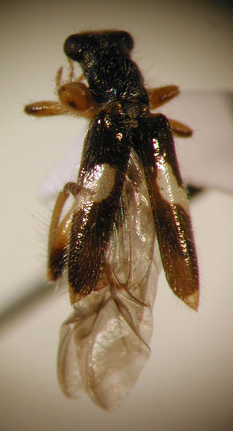 Eurymetopum semirufum (Fairm. & Germ. 1861)
