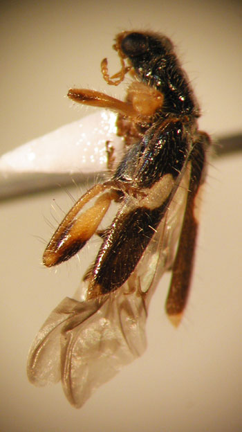 Eurymetopum semirufum (Fairm. & Germ. 1861)