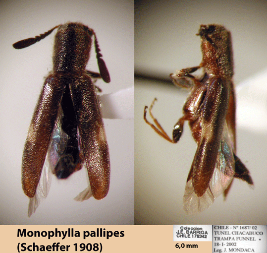 Monophylla pallipes (Schaeffer 1908)
