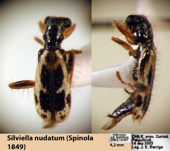 Silviella nudatum (Spinola 1849)