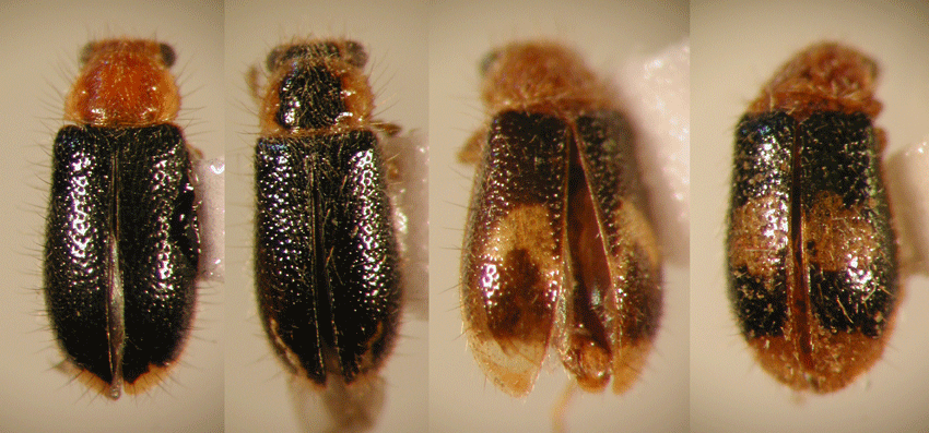 Solervicensia ovatus (Spinola 1849)