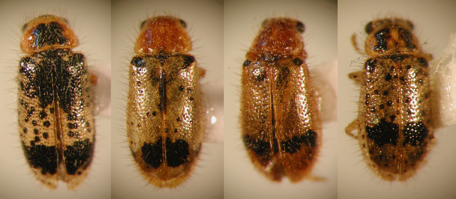 Solervicensia ovatus (Spinola 1849)
