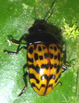 Erotylidae sp. P1