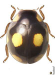 Brachiacantha sp. 15