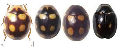Brachiacantha sp. 2