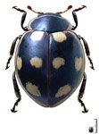 Cycloneda boliviana