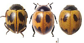 Cycloneda eryngii