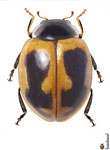 Cycloneda lacrimosa