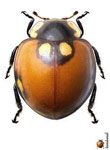 Cycloneda pulchella