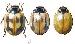 Cycloneda sp. 13