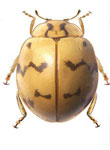 Cycloneda sp. 14