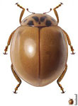 Cycloneda zischkai