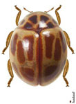 Cyra fuscomaculata