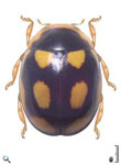 Cyra scapulata