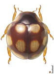 Cyra sp. 8