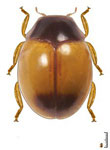 Cyra sp. 9