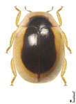 Cyra sp. 11