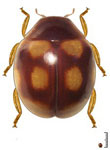 Cyra sp. 12