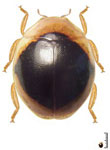 Cyra sp. 37