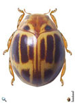 Dilatitibialis ceciliae