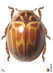 Dilatitibialis hybridula