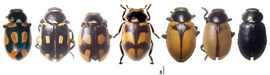 Eriopis eschscholtzi