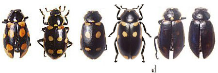 Eriopis magellanica