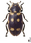 Eriopis sp. 4