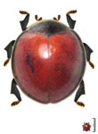  Exoplectra sp. 1