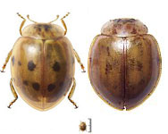 Harmonia quadripunctata